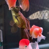 台南水族設備現貨買賣