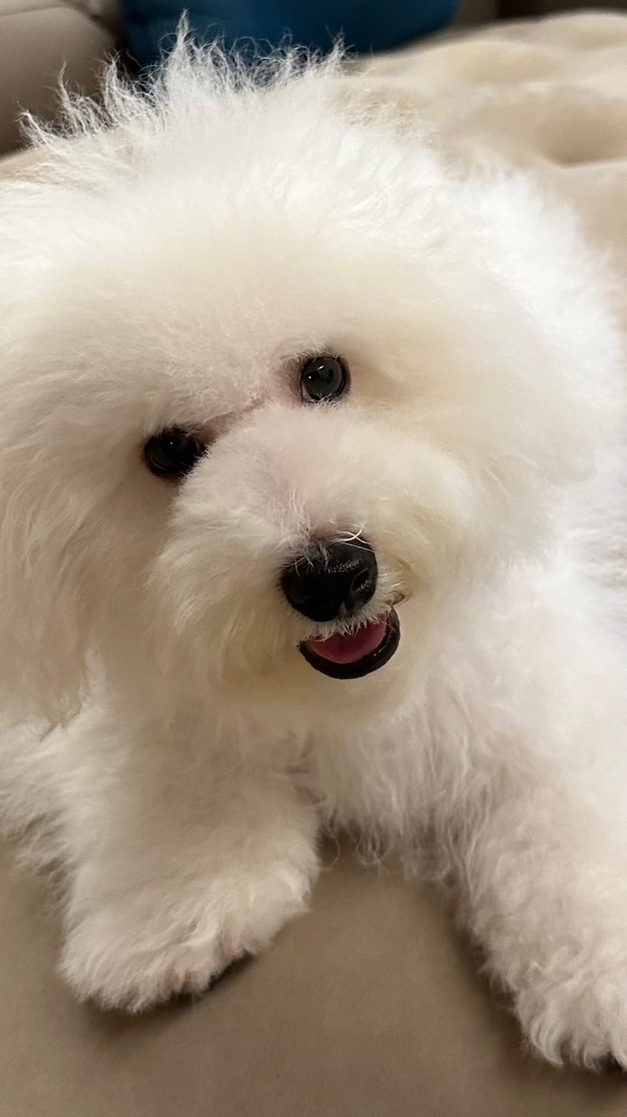比熊犬資訊