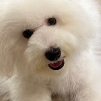 比熊犬資訊