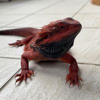 蜥鬆平常