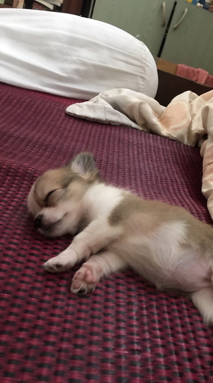 ilovechihuahuaclub