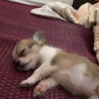 ilovechihuahuaclub