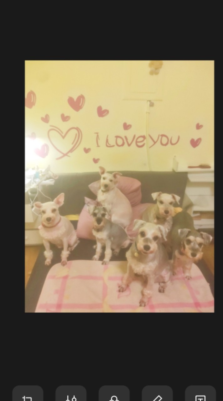 🐾就愛毛小孩💕不分品種🐾
