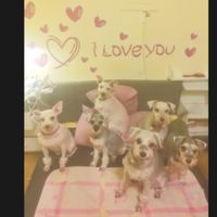 🐾就愛毛小孩💕不分品種🐾