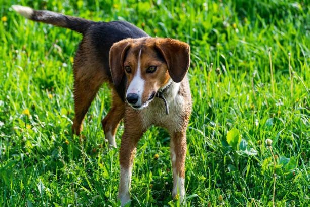 ハリアの特徴と性格 飼い方 価格相場など