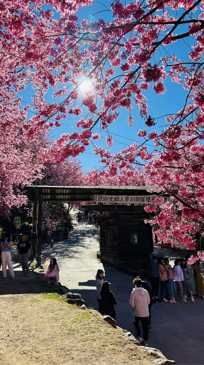 雲林虎尾出發司馬庫斯一日遊