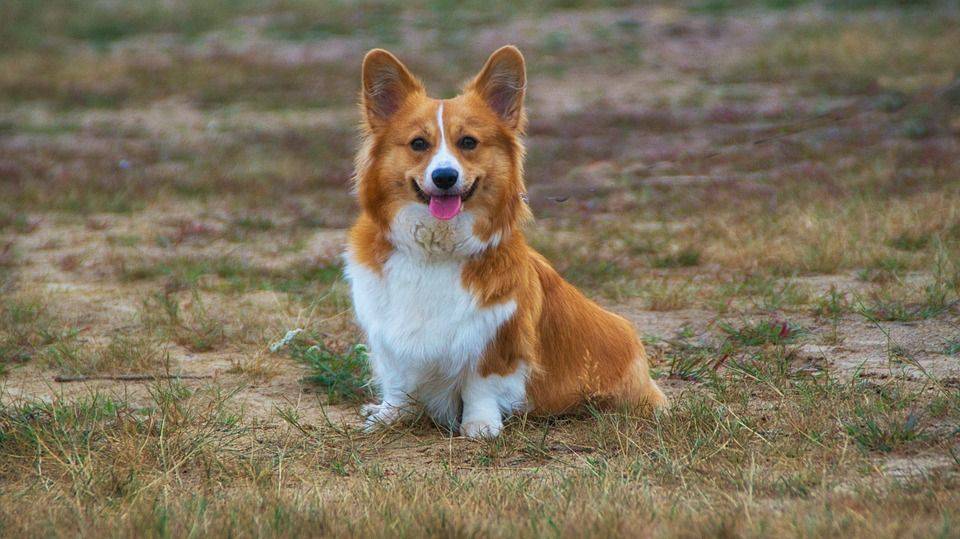 anjing welsh corgi