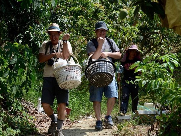 [台南]採果體驗-蜜旺果舖〔7-8月芒果、全年度芭樂〕