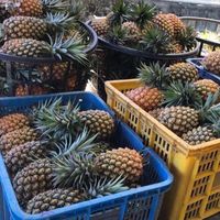 鮮甜水果舖 謝宗諺-中南部