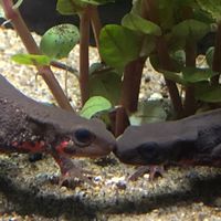 アカハライモリを愛でる会。