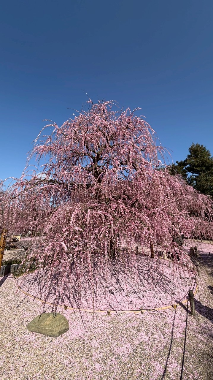 ▫️緋常愛飛 ▫️ 最新團體旅遊、限時優惠