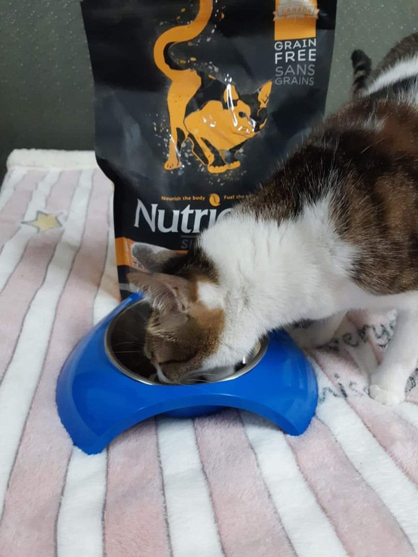 貓飼料推薦-貓奴必備紐崔斯Nutrience 頂級無穀飼料 凍乾系列 成貓無穀 火雞肉+雞肉+鮭魚 2.27kg 開箱分享