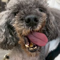 動物溝通交流社群