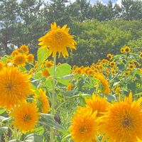to bloom 花育教室(世田谷)