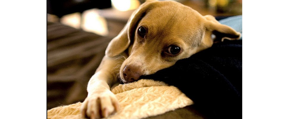 這些毛小孩都有張超級明星臉！