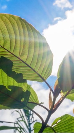 คนเคี้ยวใบKraTom🍃