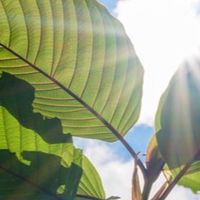 คนเคี้ยวใบKraTom🍃