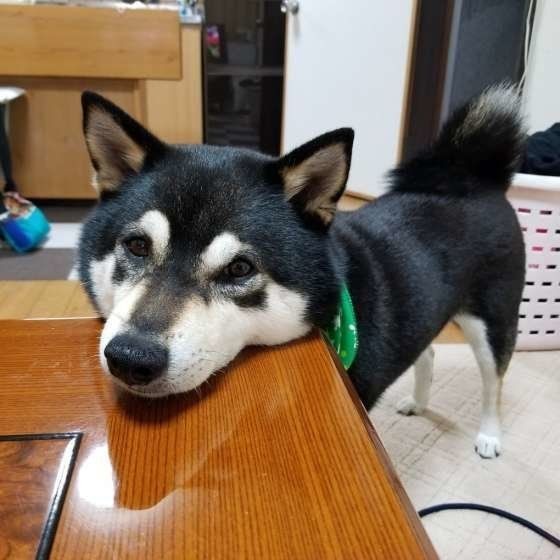 不満のサイン ふーっ とため息をつくときの犬の気持ち