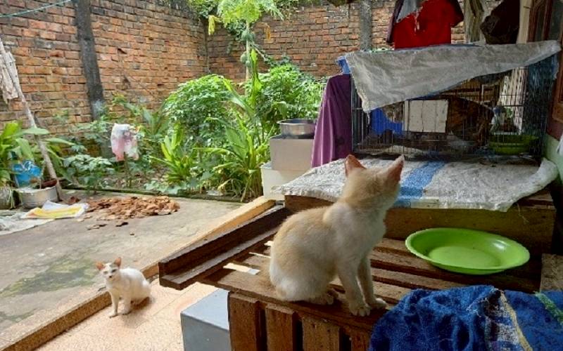 Tragis, Perempuan Penyayang Kucing Liar yang Luka dan Cacat Tewas 