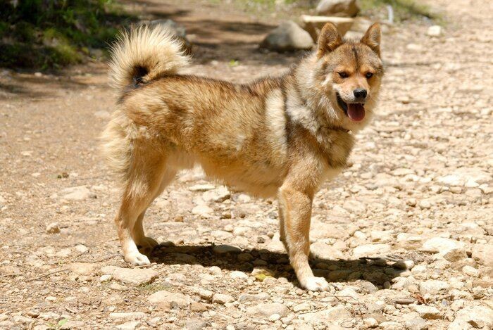 古代の犬が現存している 意外と知らない日本犬トリビア