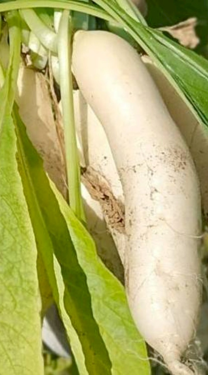 1130美濃拔蘿蔔趣