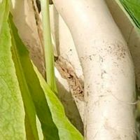 1130美濃拔蘿蔔趣