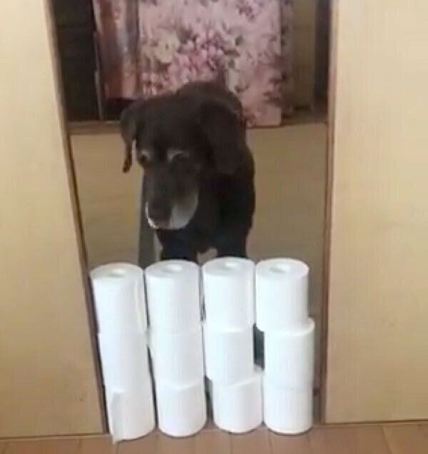 トイレットペーパー超えに挑戦したシニア犬