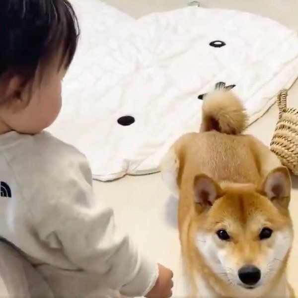 柴犬兄さんに よしよし することを覚えた妹ちゃん その姿が可愛いすぎる