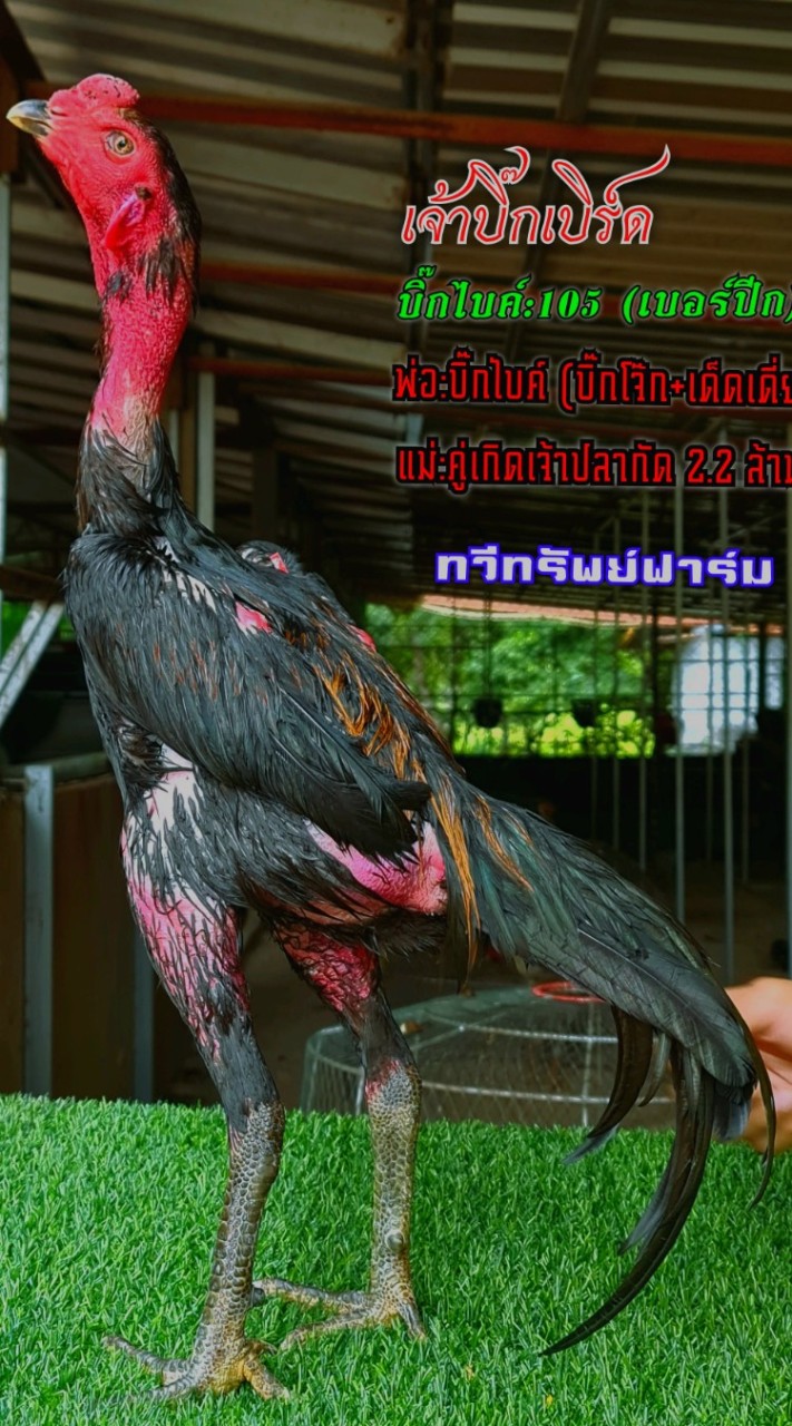 OpenChat Tws Farm