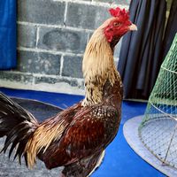 ซุ้มถุงเงิน ถุงทอง ไก่ชน แหล่งพัฒนาไก่ชนสายเลือดพม่า 🐓🐓