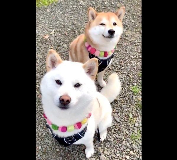 おしりをフリフリして歩く柴犬夫婦 国宝級の柴尻 と反響