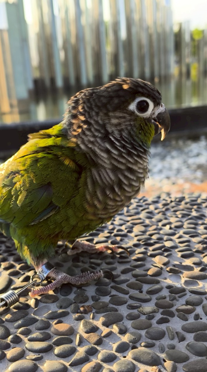 馬克與朋友們（分享自家寵物鳥、協尋，飼養交流、禁買賣、不限鳥種加入）