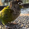 馬克與朋友們（分享自家寵物鳥、協尋，飼養交流、禁買賣、不限鳥種加入）