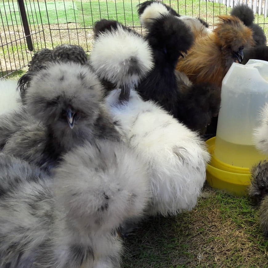 Silkie Club Thailand