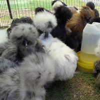 Silkie Club Thailand