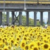 カレー好きは福の業