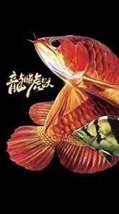 蕎杰水族