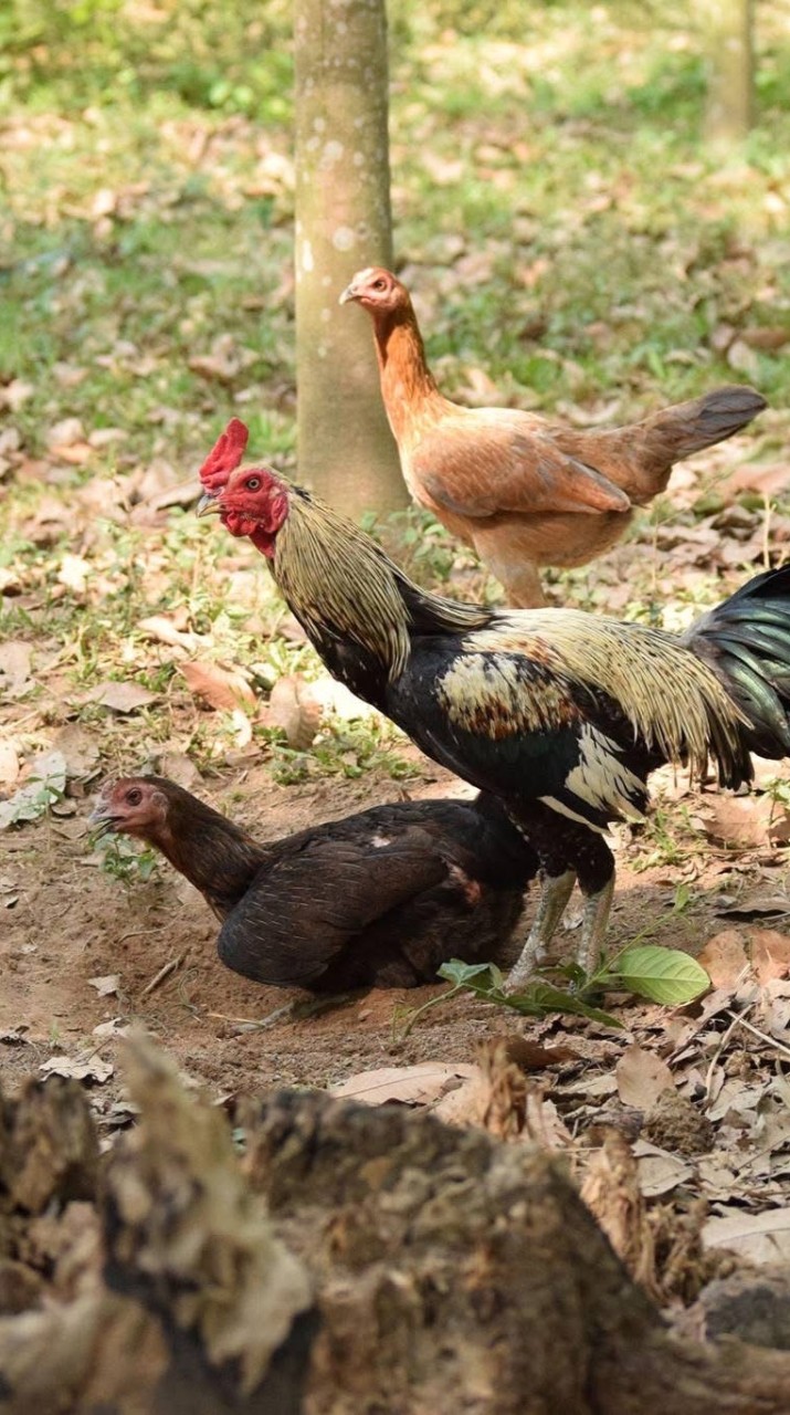 ไก่นวมพัฒนา by Arnut
