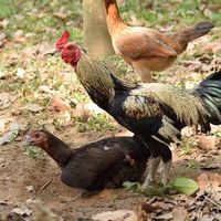 ไก่นวมพัฒนา by Arnut