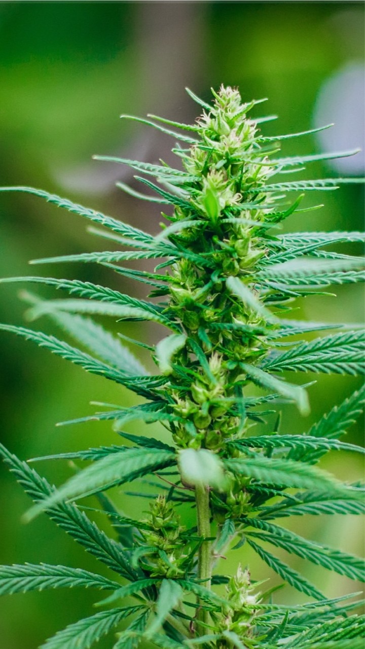 Canabis (กัญชา)