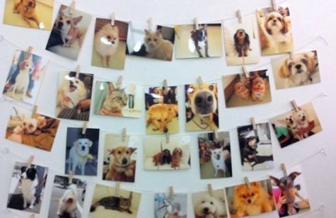 写真：麻布十番犬猫クリニック宮古島分院/アザブジュウバンイヌネコ 