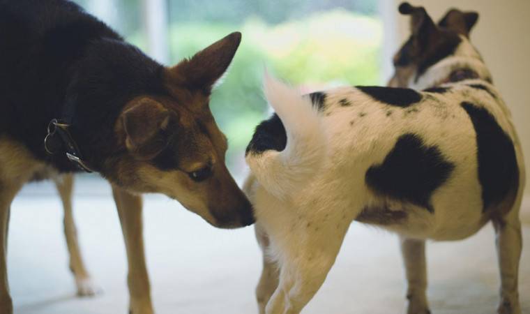 Kenapa Anjing Selalu Mengendus Bokong Anjing Lain Ini Jawabannya Pintarpet Line Today