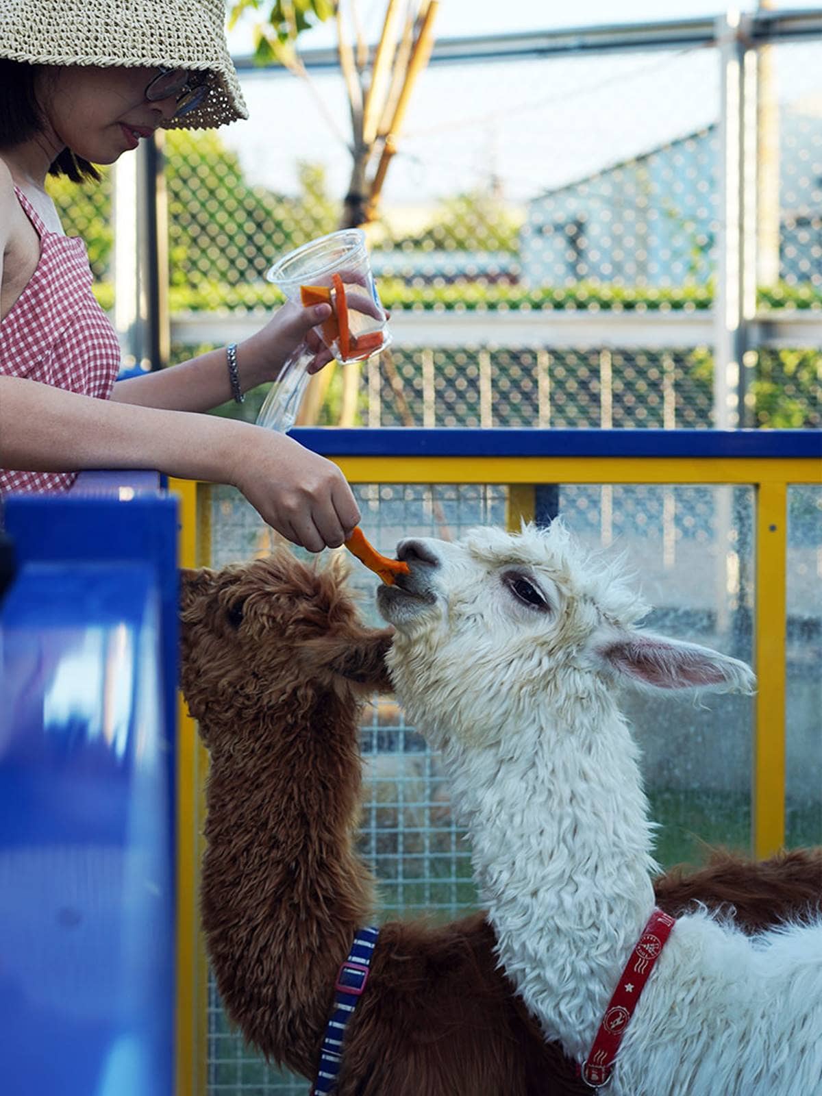 最低50元玩整天！2023新開幕６家「親子農場」：近距離餵水豚、１日小小蔥農
