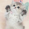 Manekihouse Cattery : ฟาร์มแมวนำเข้า