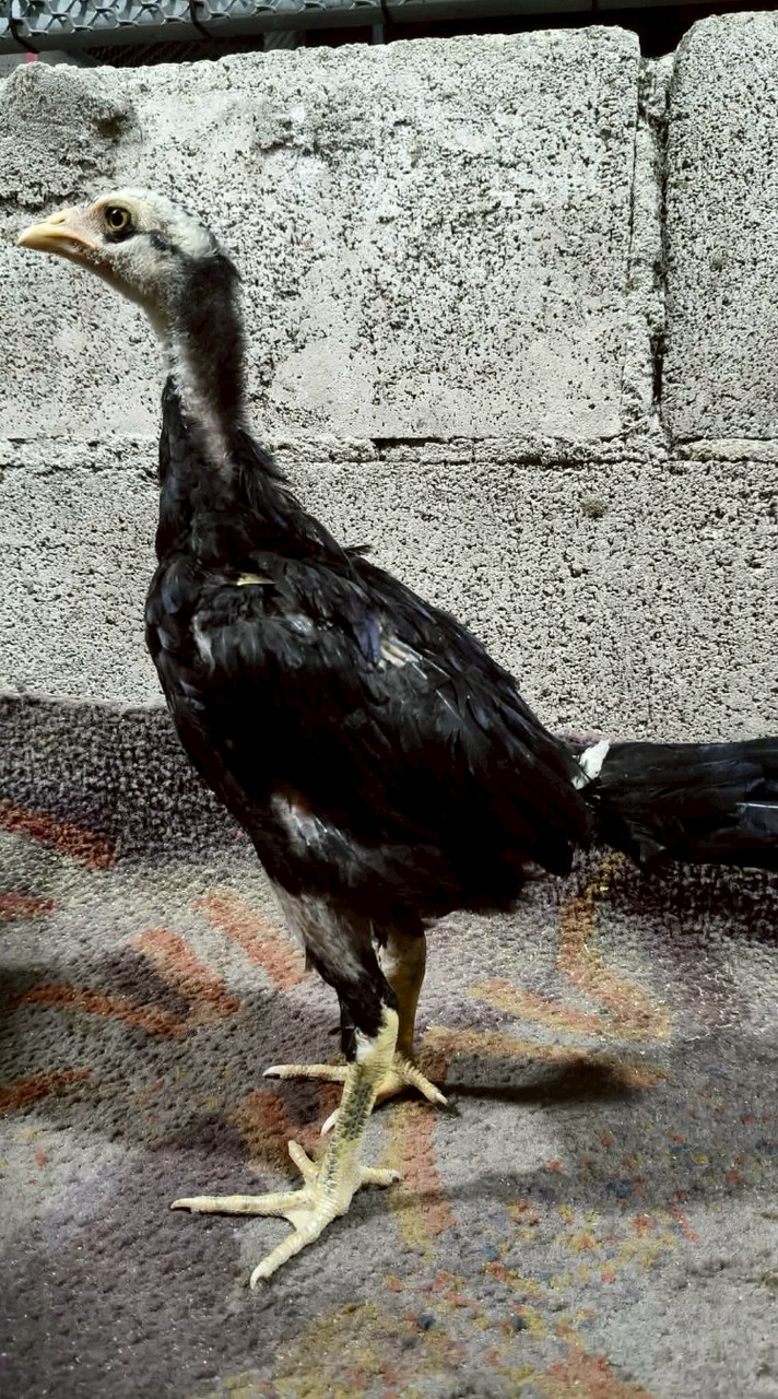 กลุ่มข้อมูลไก่ เทพสุวรรณ