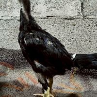 กลุ่มข้อมูลไก่ เทพสุวรรณ