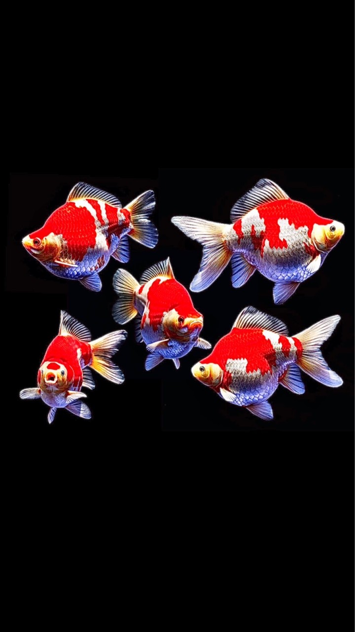 TonKla GoldFish