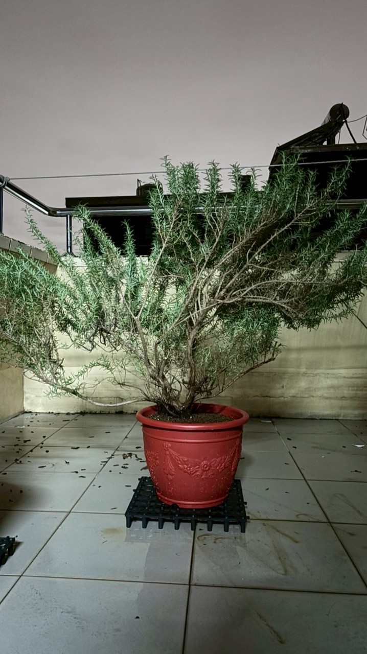 拉努香草世界