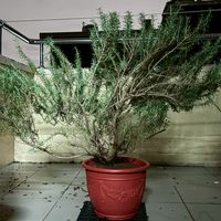 拉努香草世界