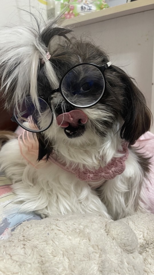 毛小孩之家